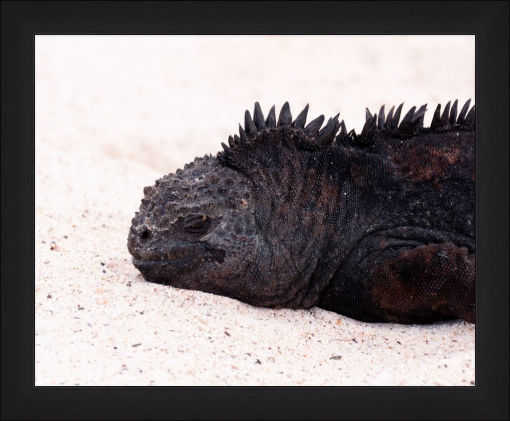 Galapagos Islands Marine Iguana - Wall Art - Framed Print