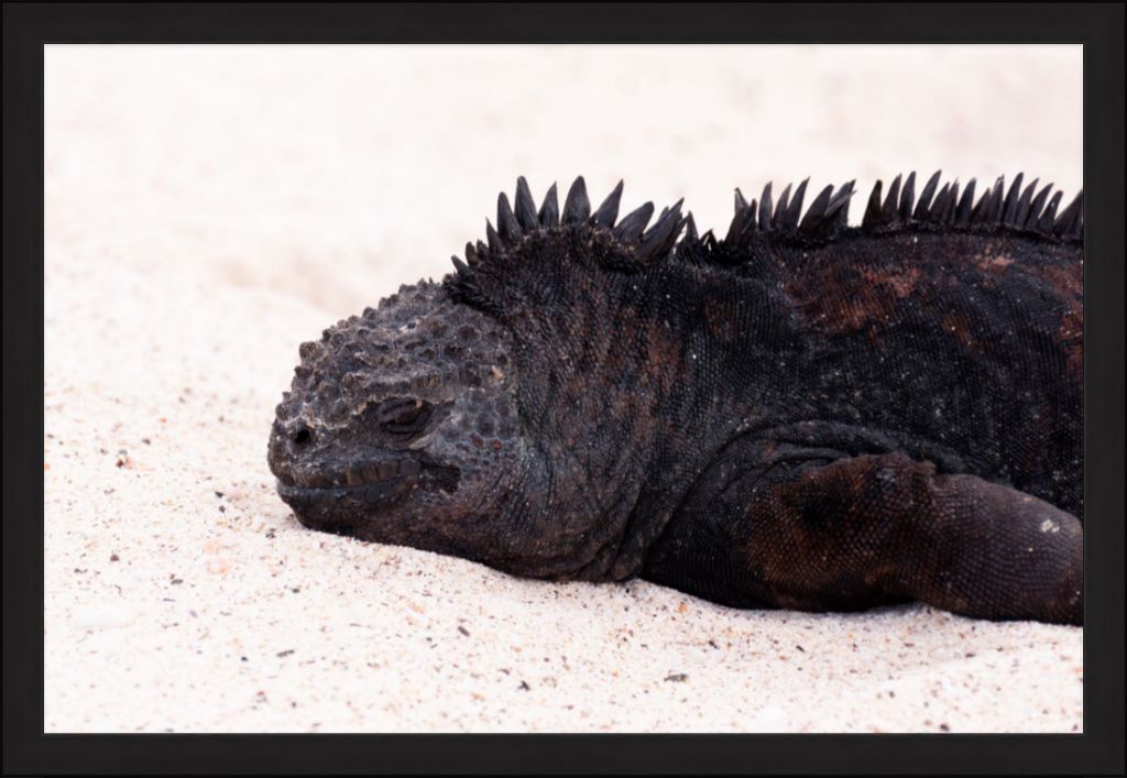 Galapagos Islands Marine Iguana - Wall Art - Framed Print