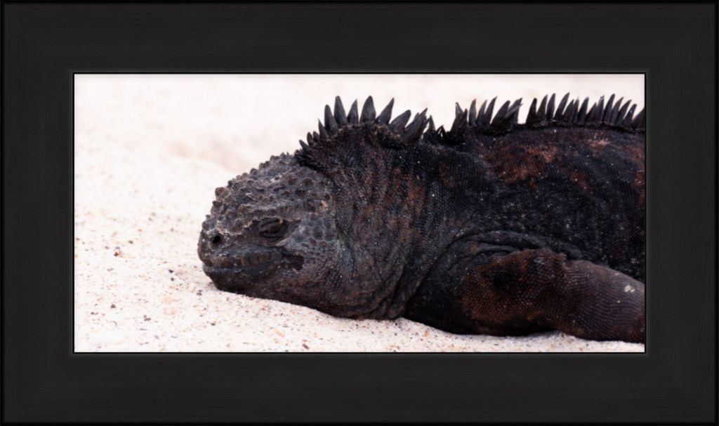 Galapagos Islands Marine Iguana - Wall Art - Framed Print