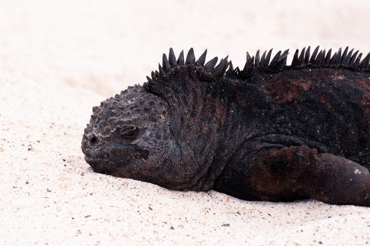 Galapagos Islands Marine Iguana - Wall Art - Framed Print