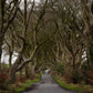 The Dark Hedges, Northern Ireland - Photo Printed on Wood