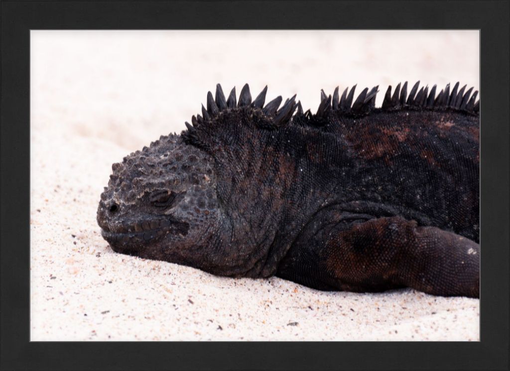 Galapagos Islands Marine Iguana - Wall Art - Framed Print