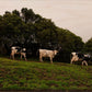 3 Cows Fine Art Photograph Printed on Wood