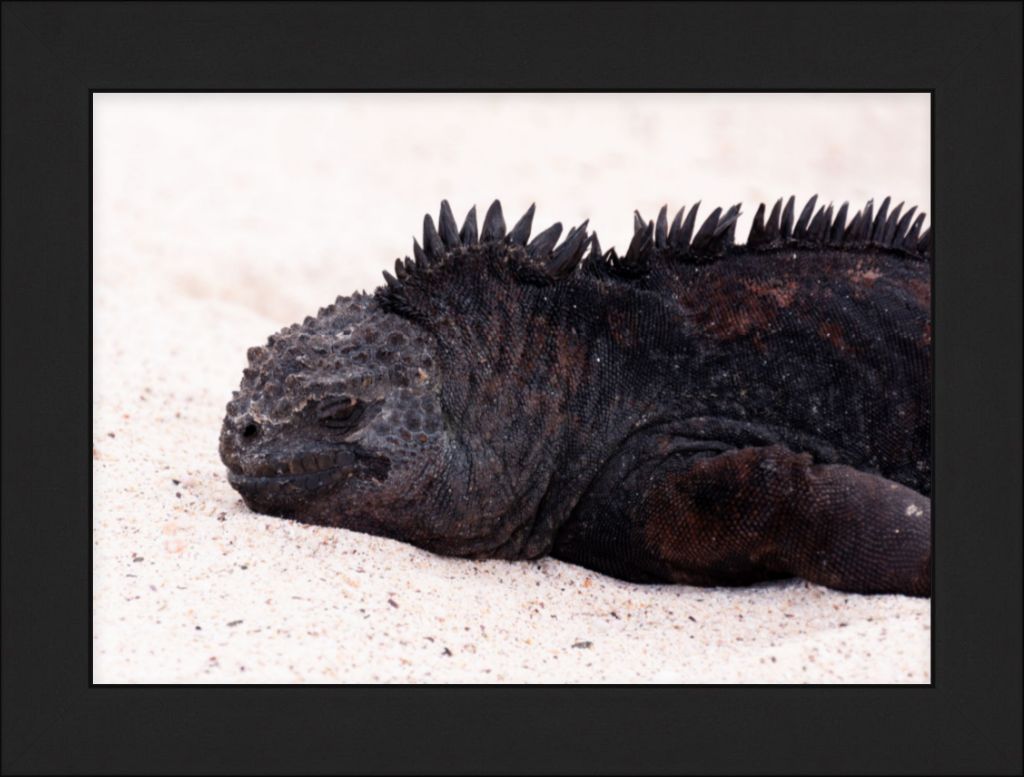 Galapagos Islands Marine Iguana - Wall Art - Framed Print