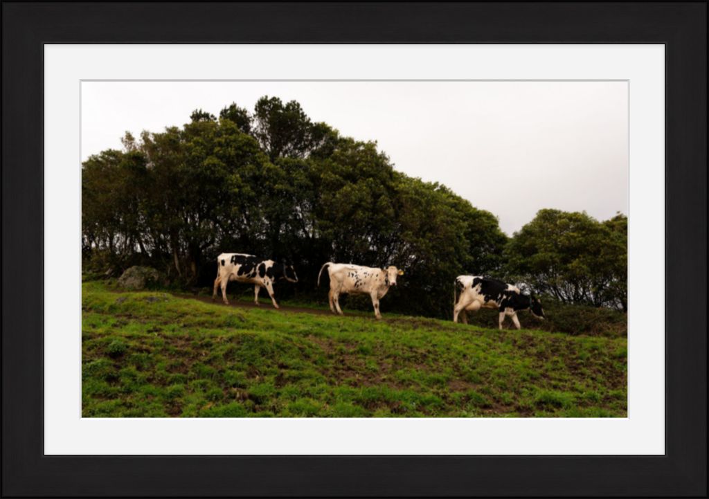 Fine Art Photography 3 Cows Framed Photograph by Leah Ramuglia