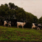 3 Cows Fine Art Photograph Printed on Wood