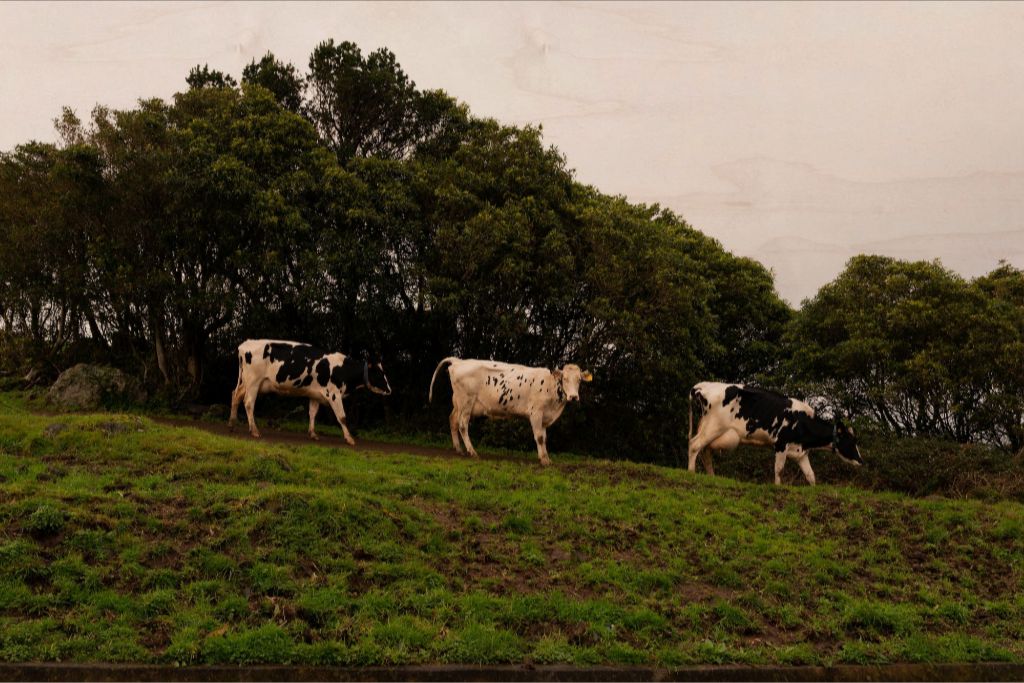 3 Cows Fine Art Photograph Printed on Wood