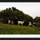 Fine Art Photography 3 Cows Framed Photograph by Leah Ramuglia