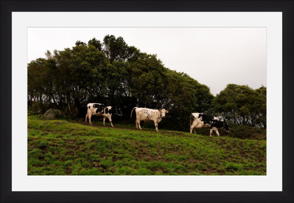 Fine Art Photography 3 Cows Framed Photograph by Leah Ramuglia