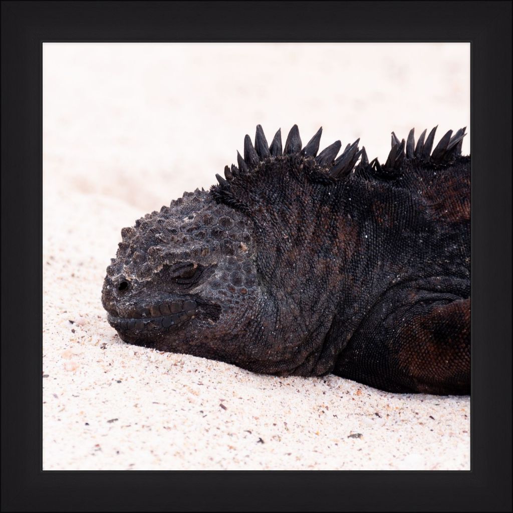 Galapagos Islands Marine Iguana - Wall Art - Framed Print