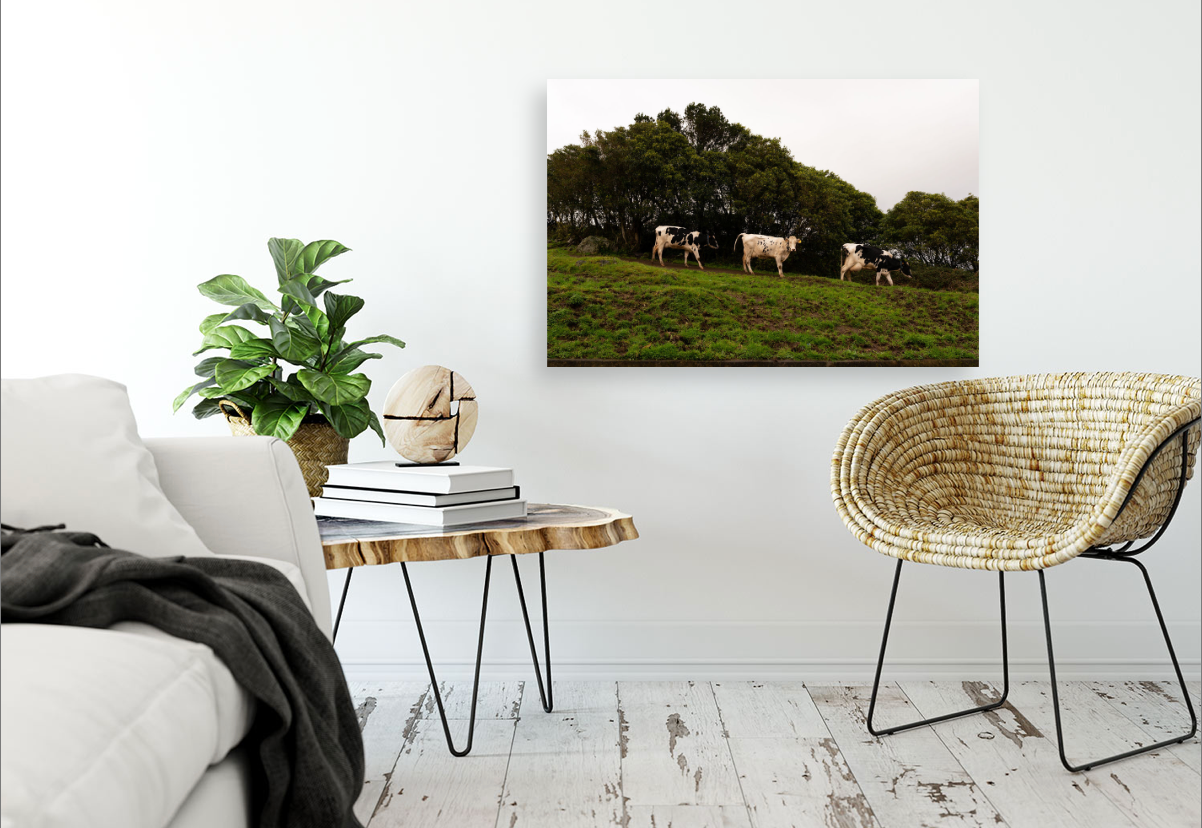 3 Cows Fine Art Photograph Printed on Wood