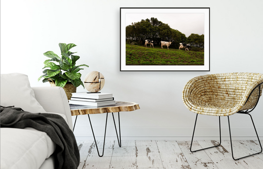 Fine Art Photography 3 Cows Framed Photograph by Leah Ramuglia