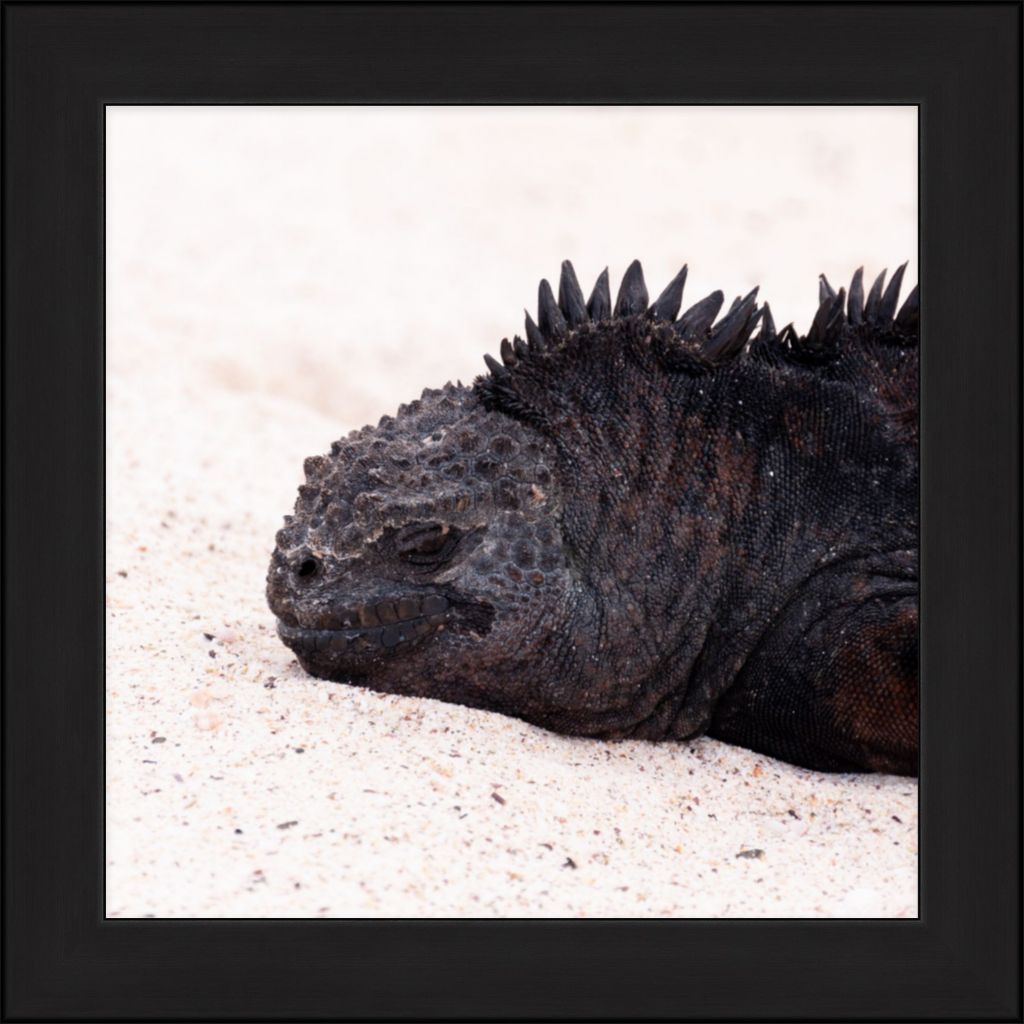 Galapagos Islands Marine Iguana - Wall Art - Framed Print