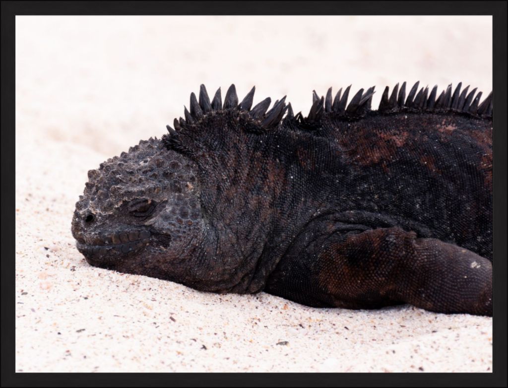 Galapagos Islands Marine Iguana - Wall Art - Framed Print