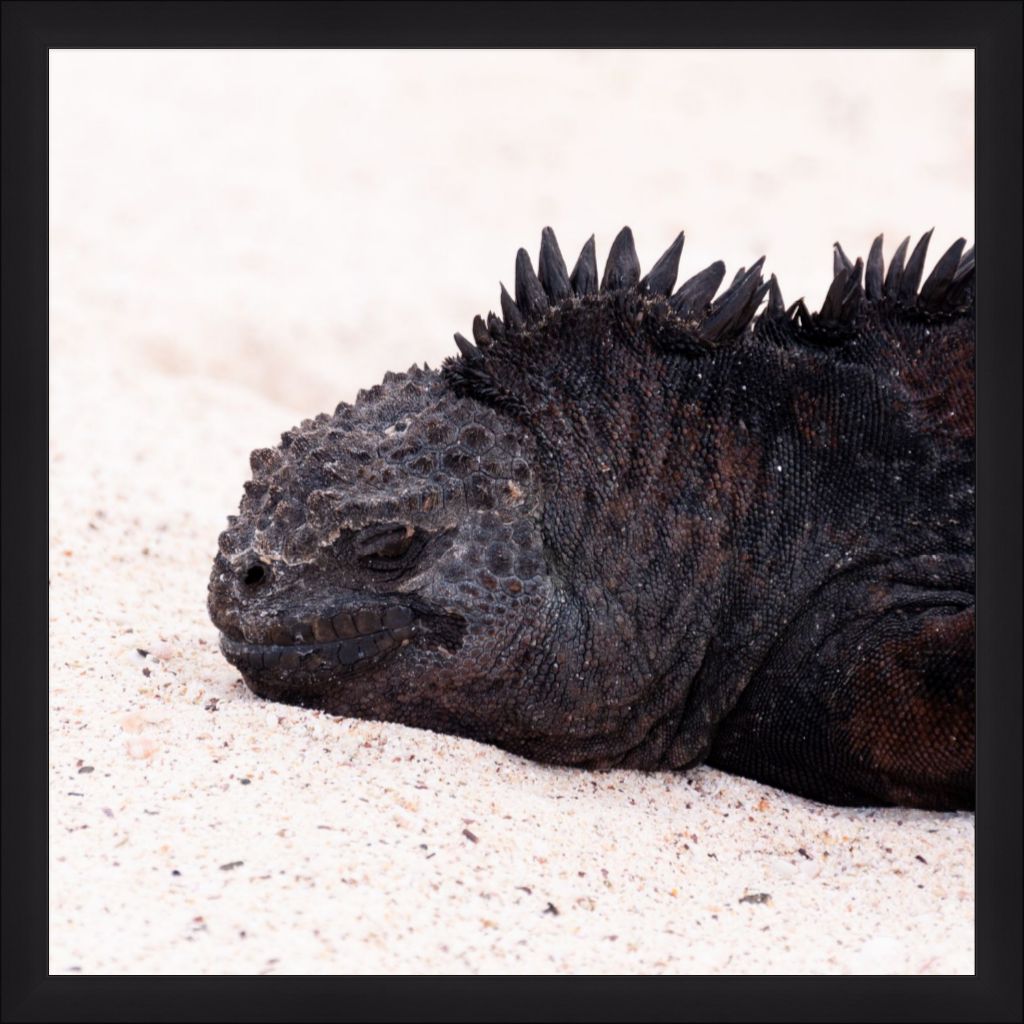 Galapagos Islands Marine Iguana - Wall Art - Framed Print