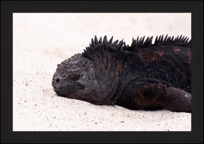 Galapagos Islands Marine Iguana - Wall Art - Framed Print