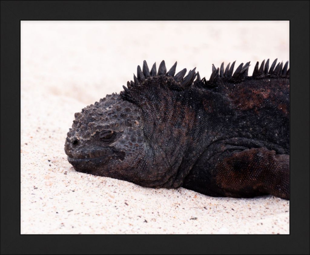 Galapagos Islands Marine Iguana - Wall Art - Framed Print